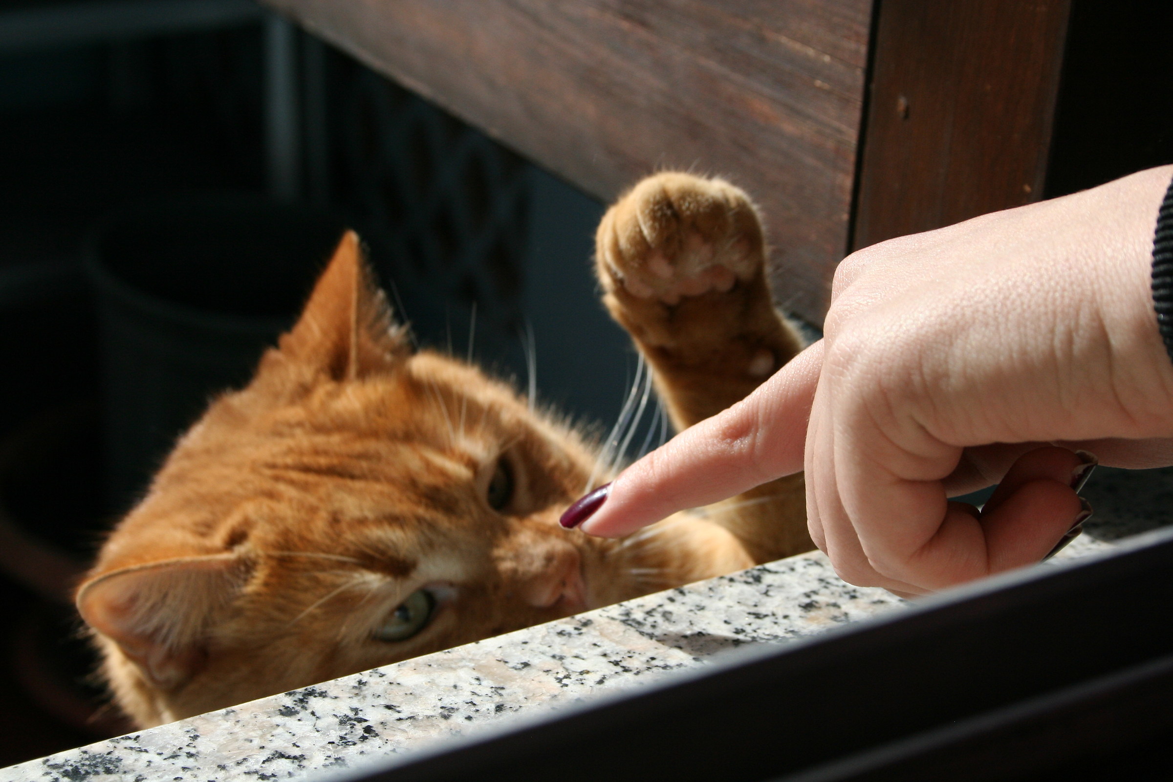 Cat vs red nail polish