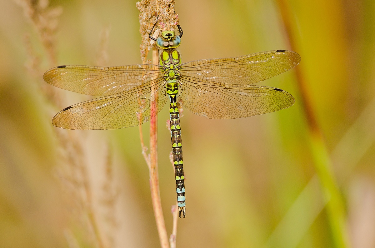libellula a me sconosciuta