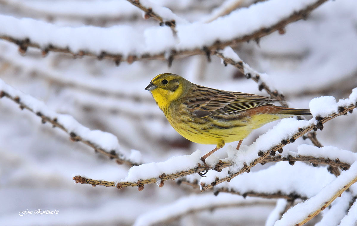 Yellow bunting ...