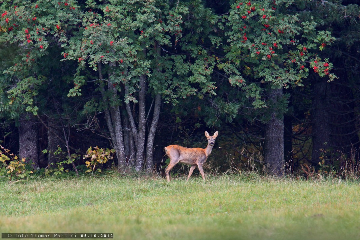 Capriolo sotto il sorbo