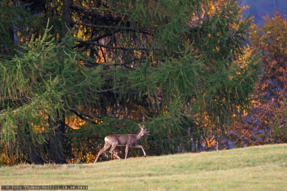 Passeggiata autunnale