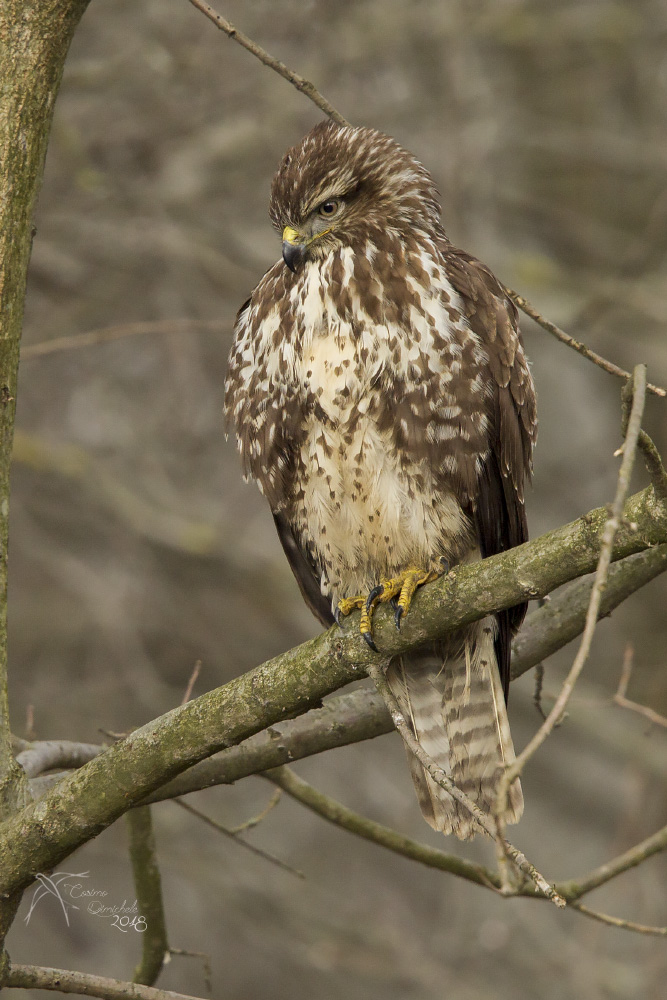 Buzzard