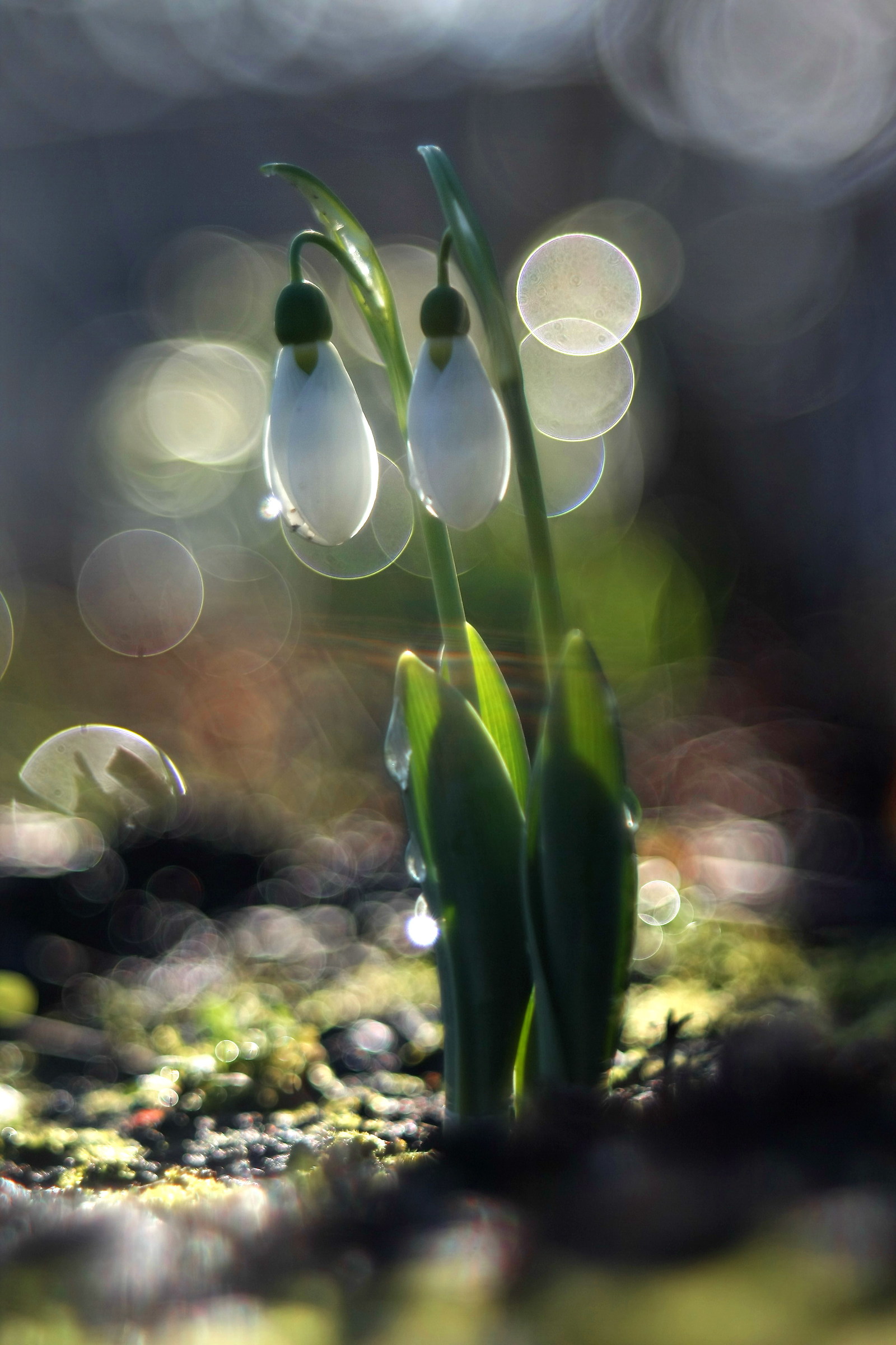 Fiocco di neve e bolle
