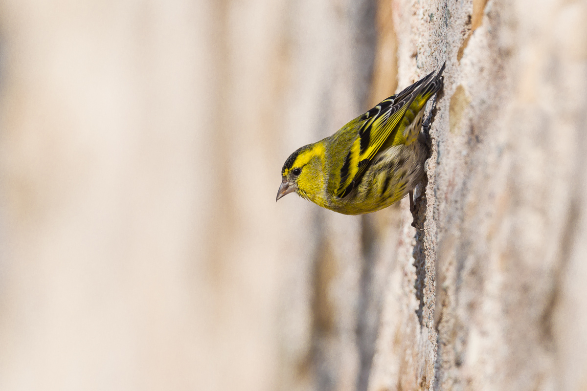Siskin (Spinus spinus)