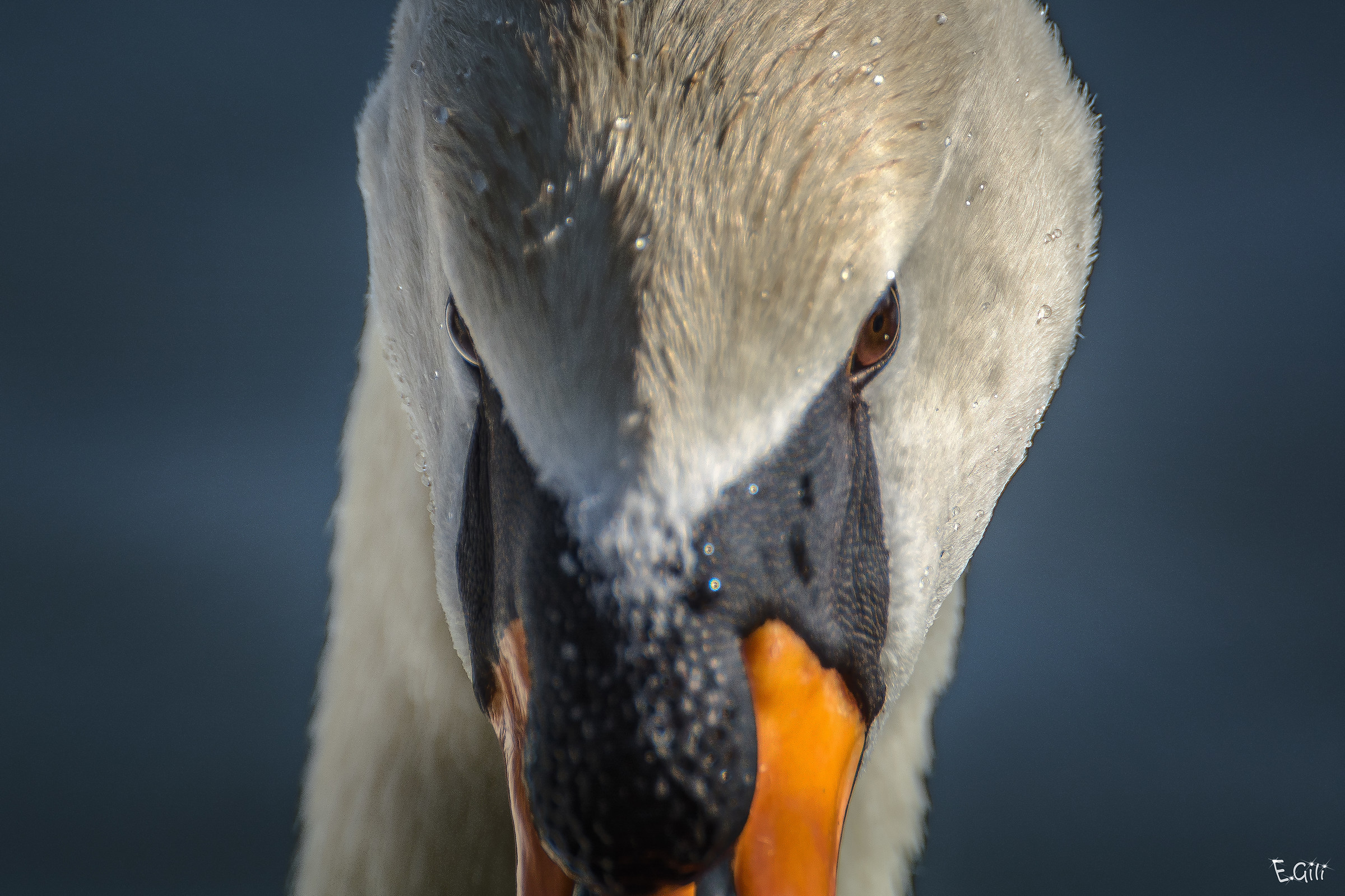 Lo sguardo del cigno