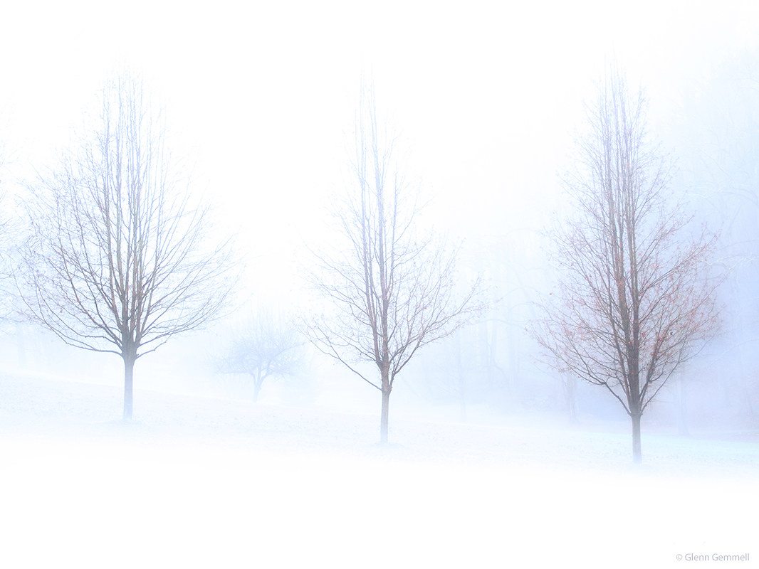 Alberi d'inverno nella nebbia