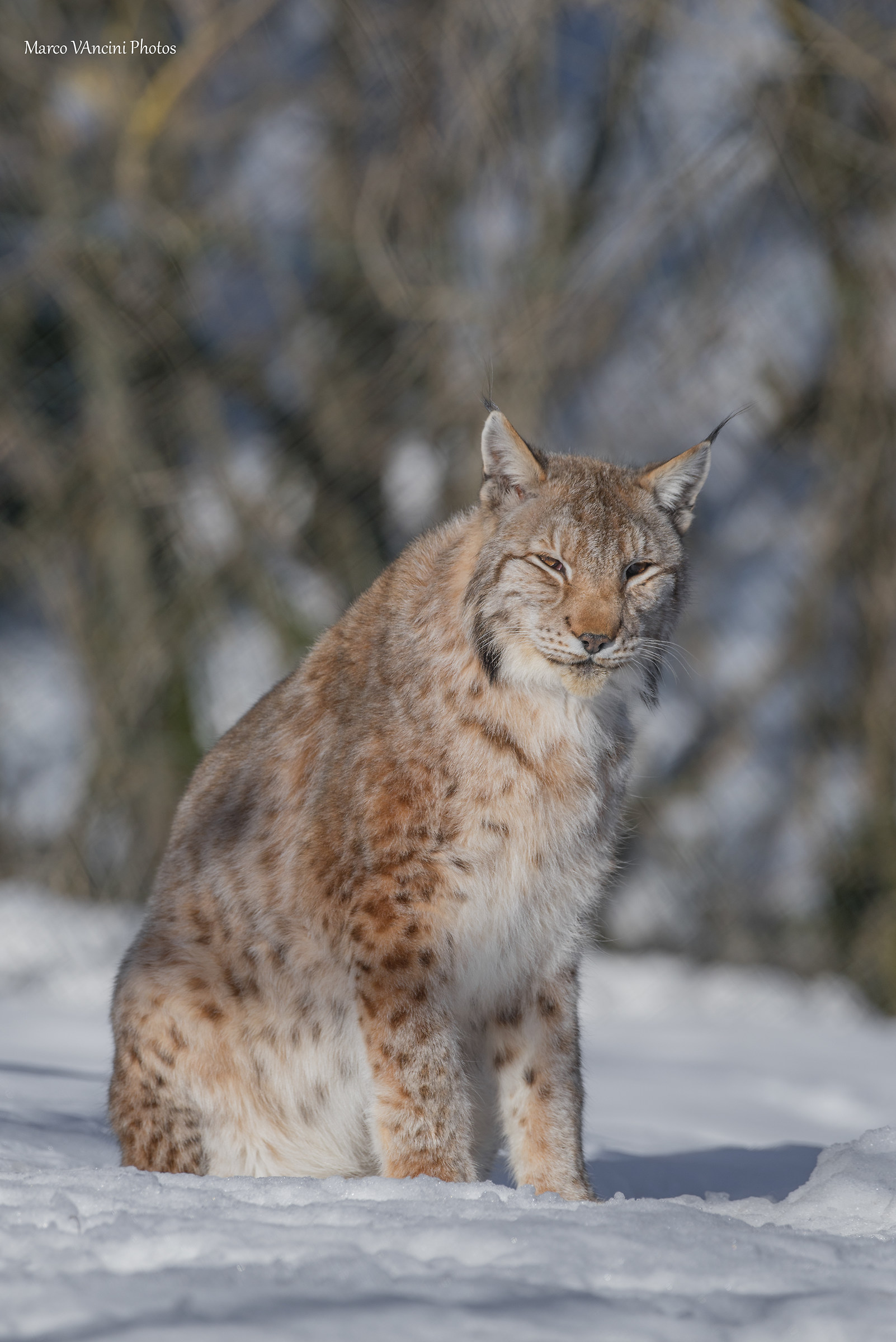 lynx portrait