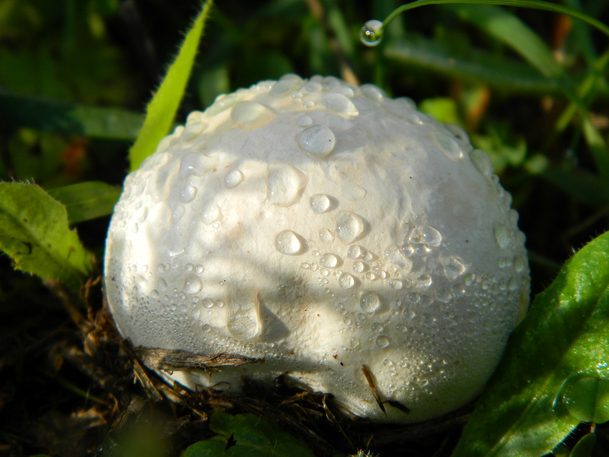 Mushroom just popped