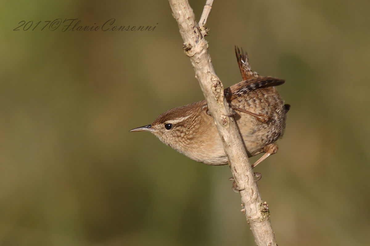 Acrobazie da Scricciolo
