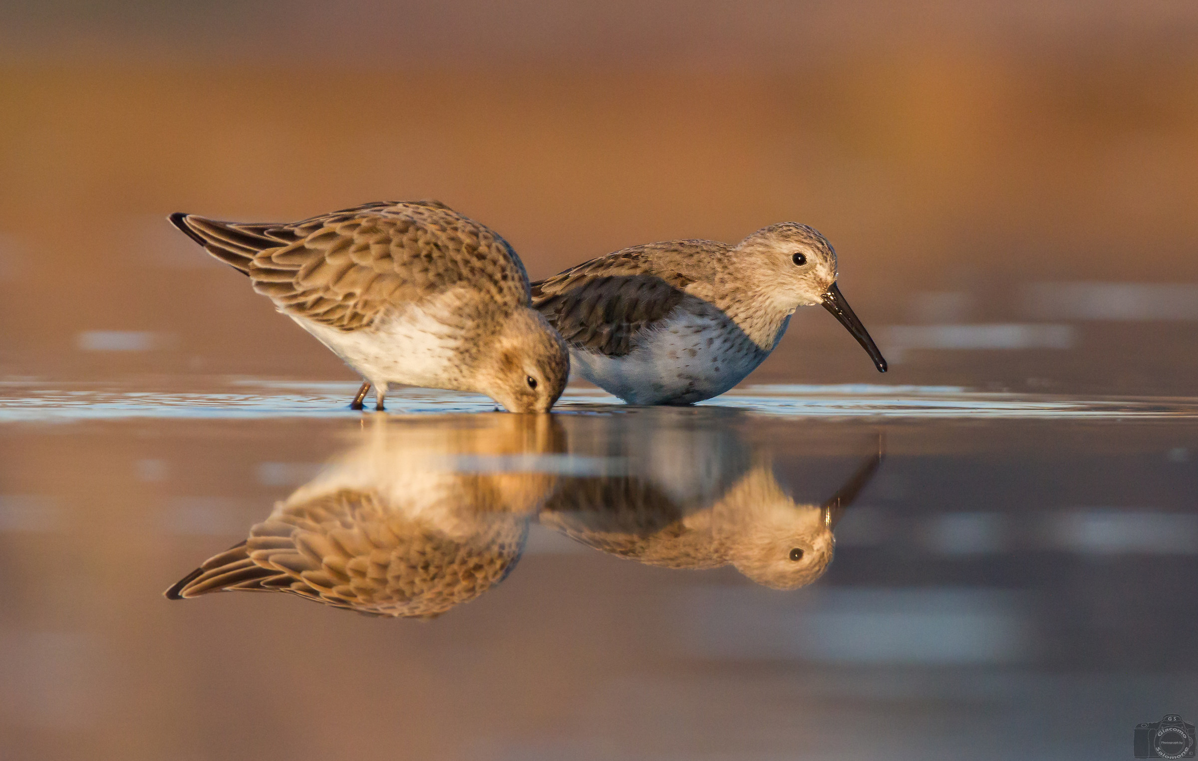 Piovanelli pancianera.