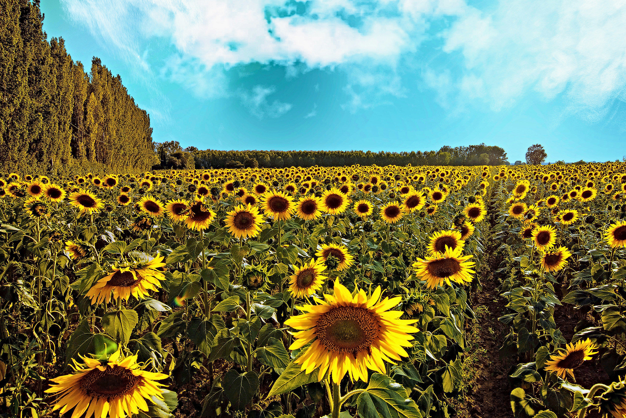 Re-enactments of a Midsummer Evening