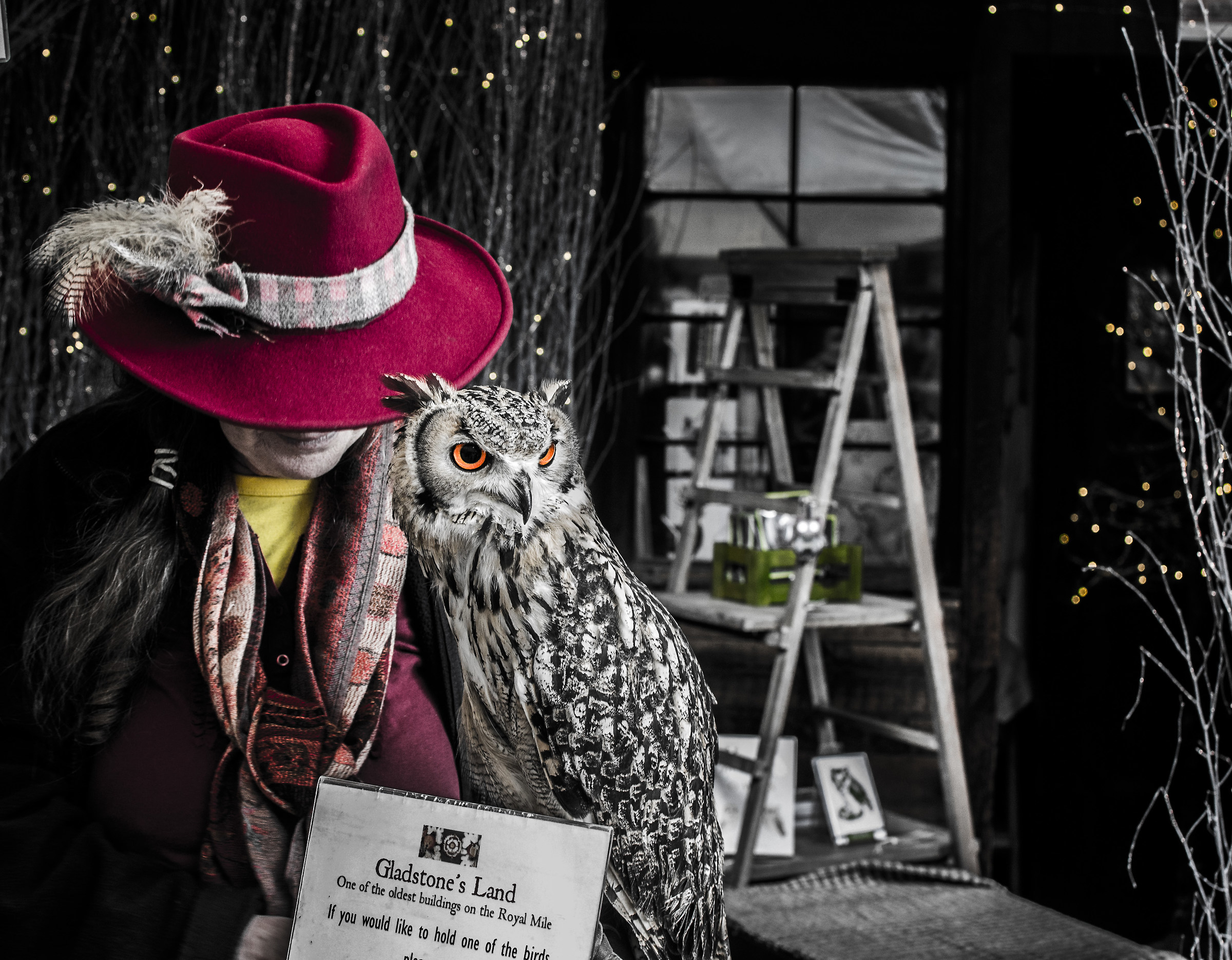 The Lady and the Owl