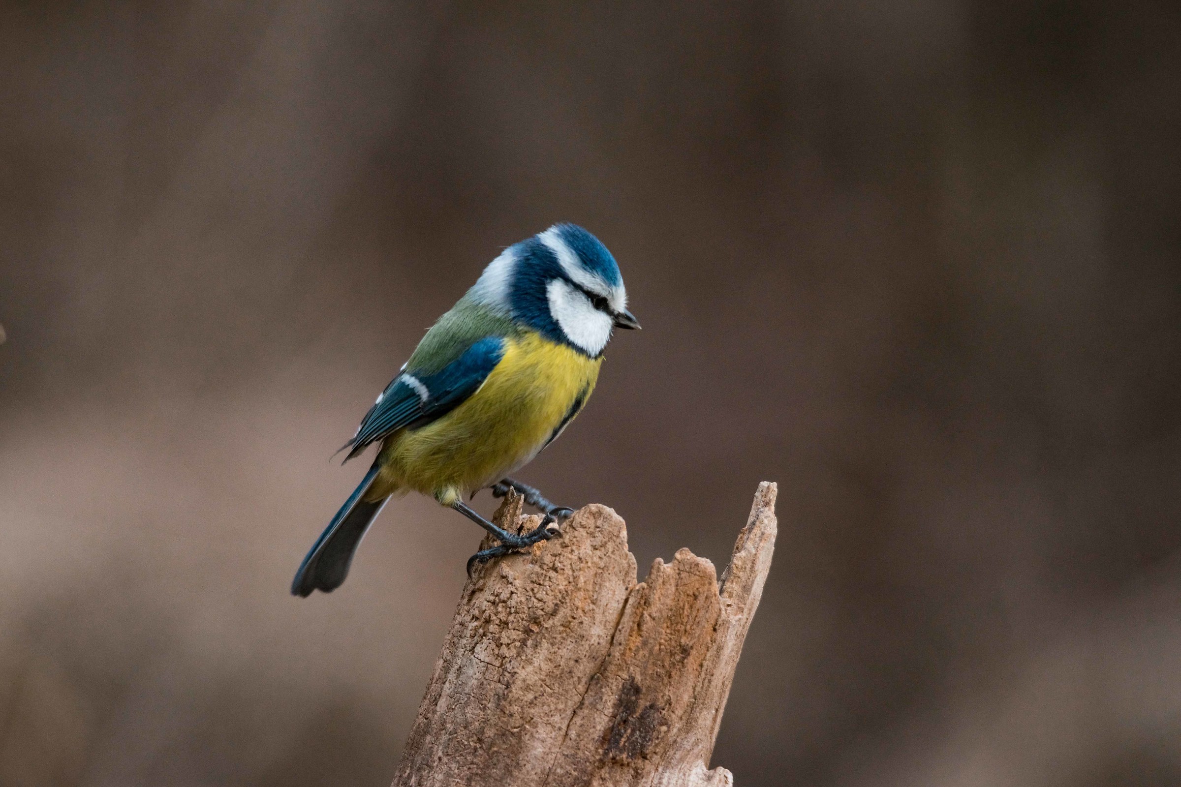 blue tit