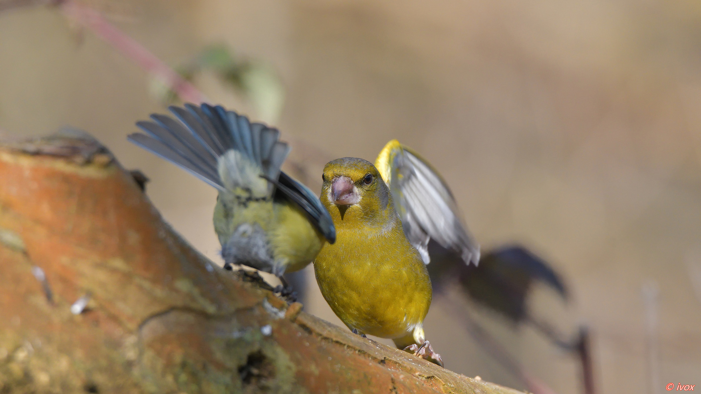 angled verdone with blue tit