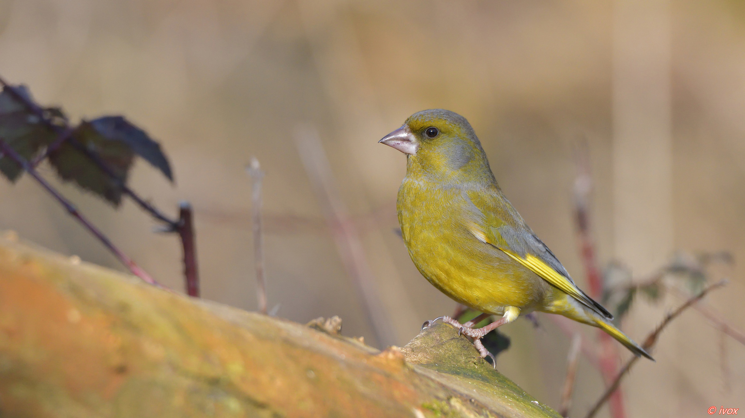 greenfinch