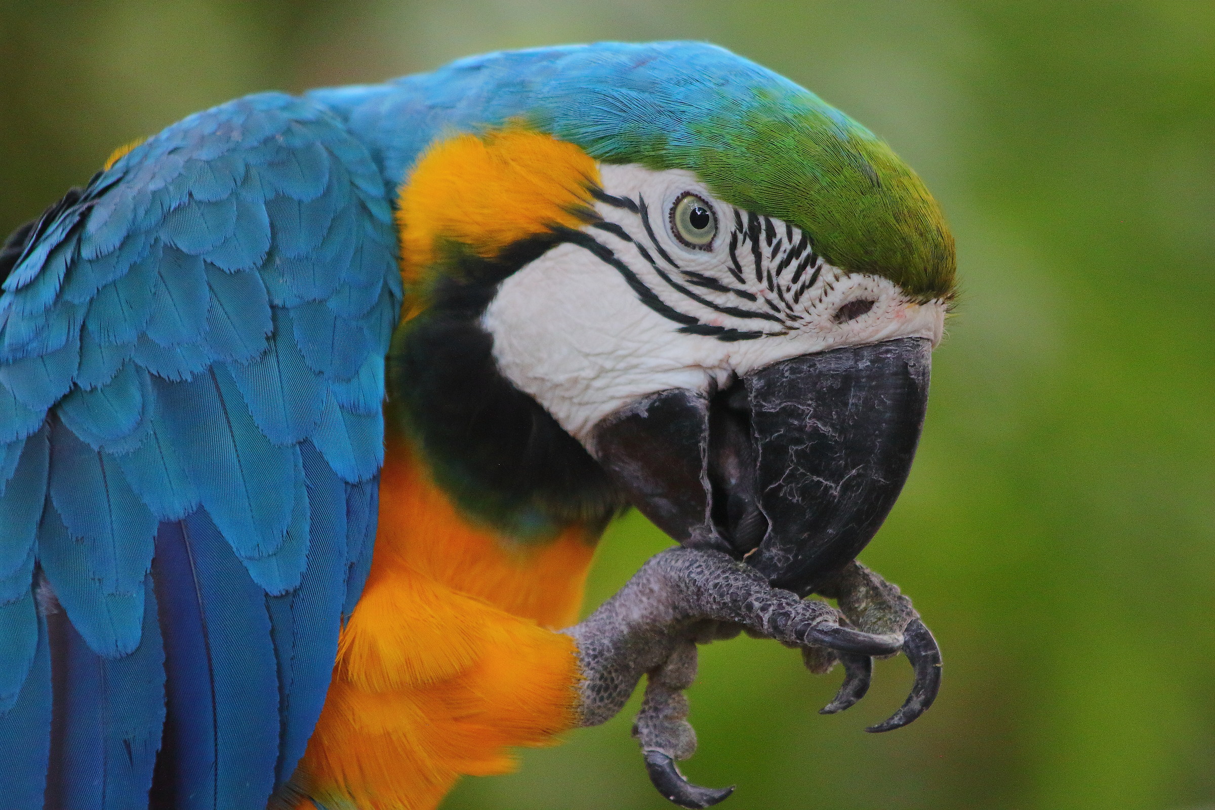 Venerated parrot, Cartagena (Colombia)