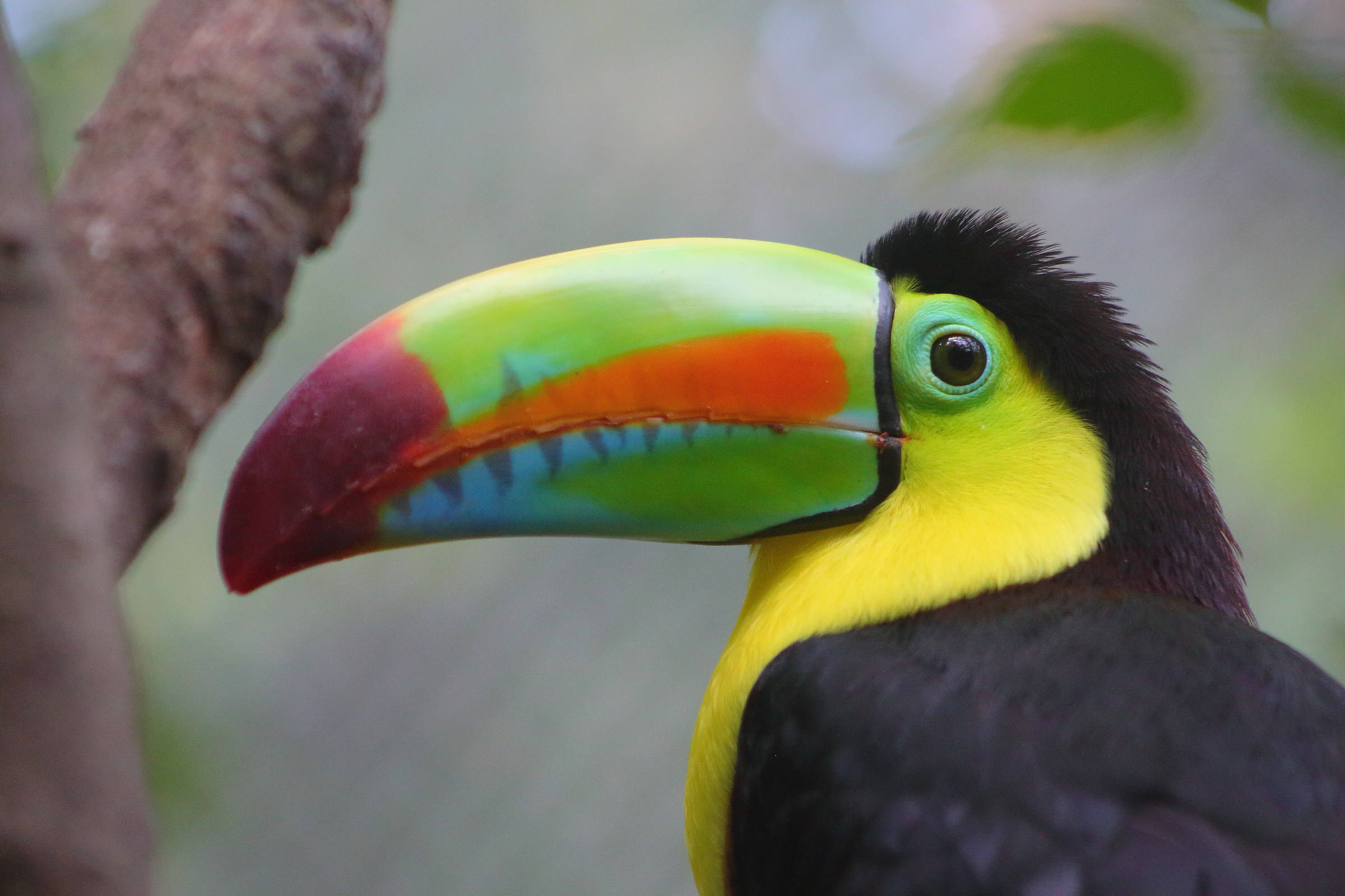 Tucano to Cartagena (Colombia)