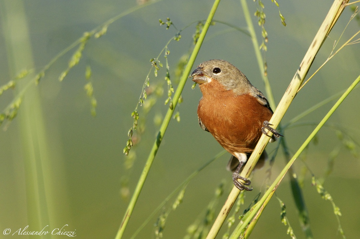 Beccasemi pettorugginoso