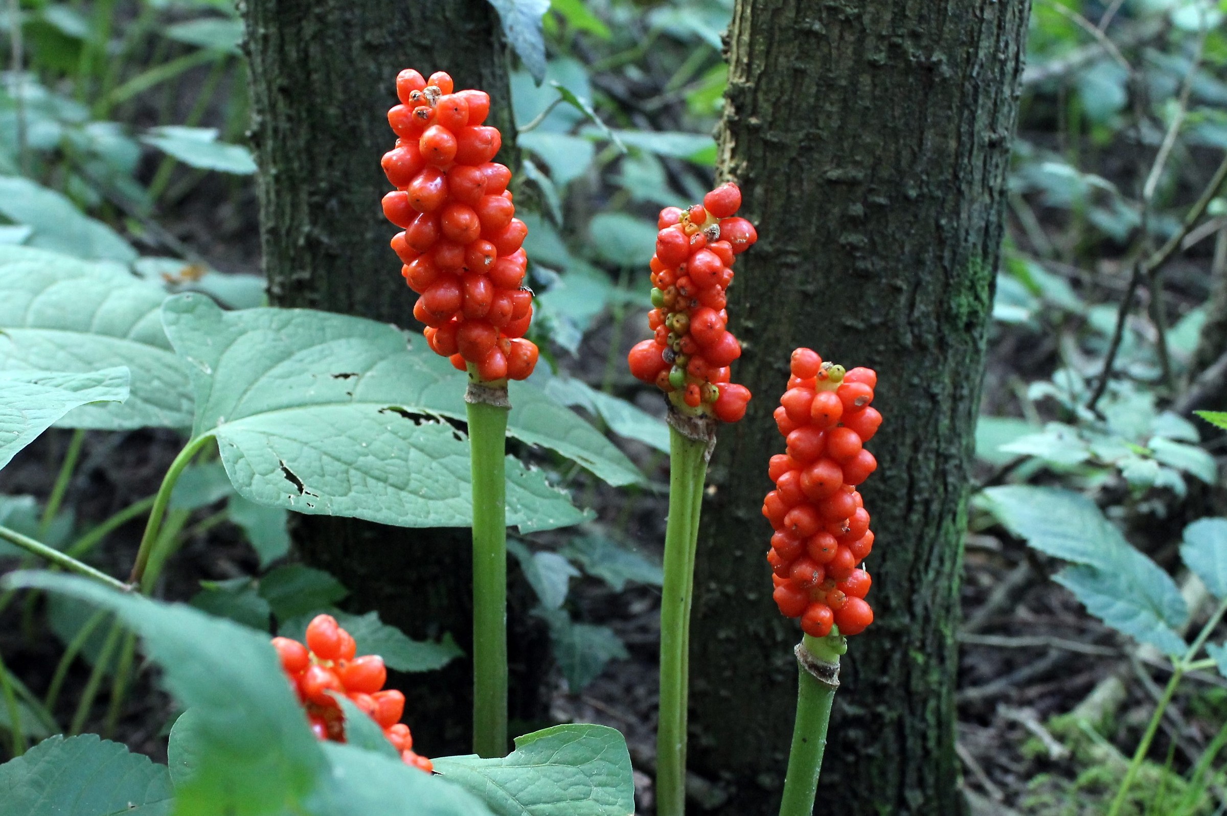 Strange inflorescence