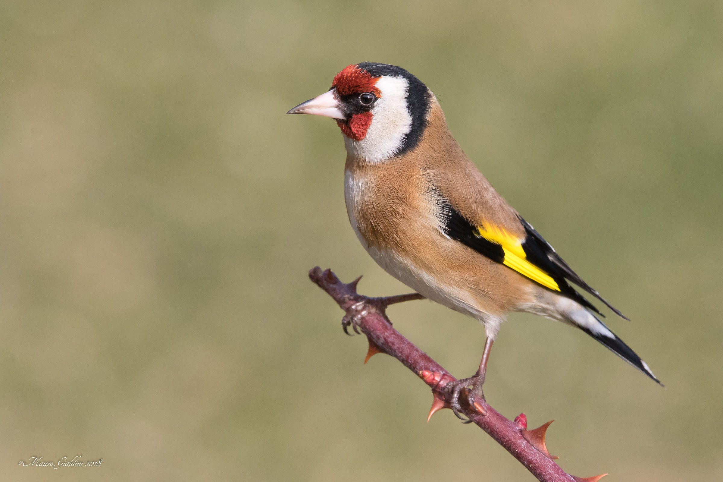 Goldfinch
