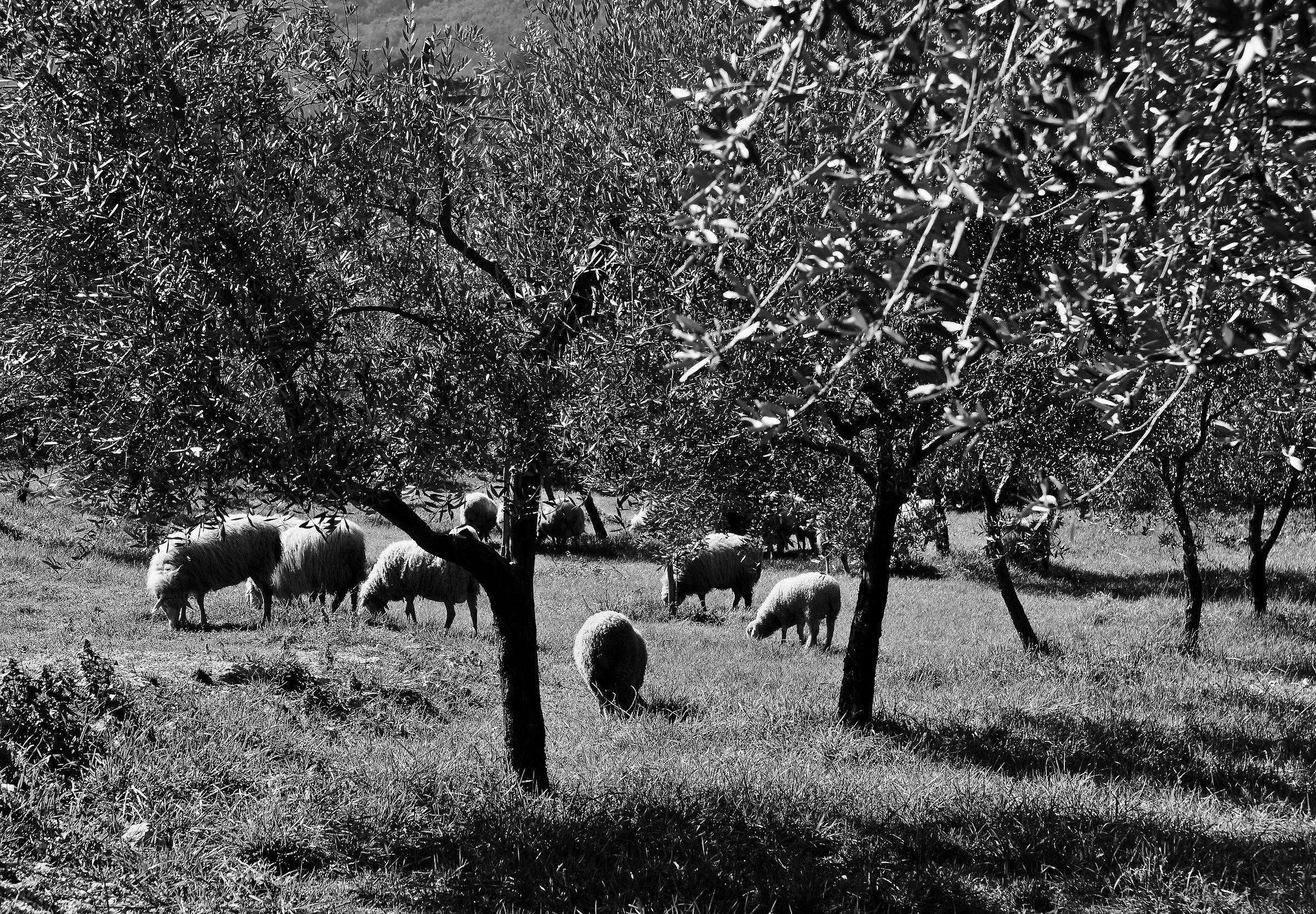 C'è pace tra gli ulivi