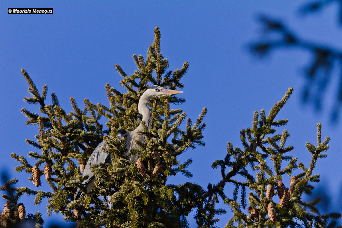 Gray heron on fir