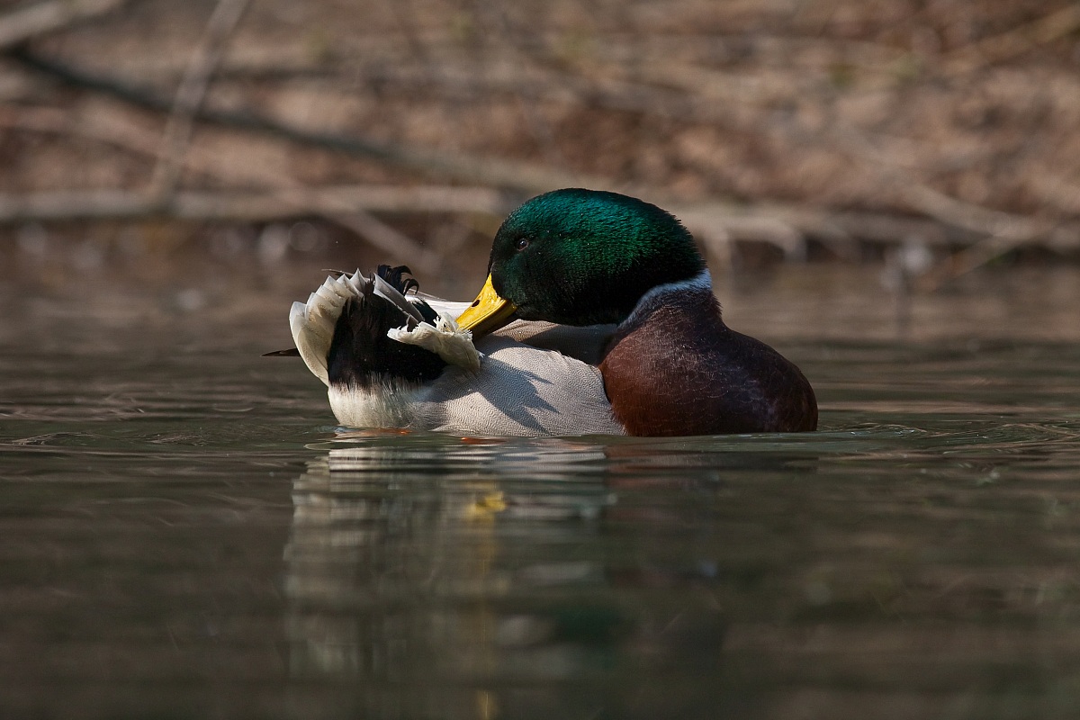 Mallard