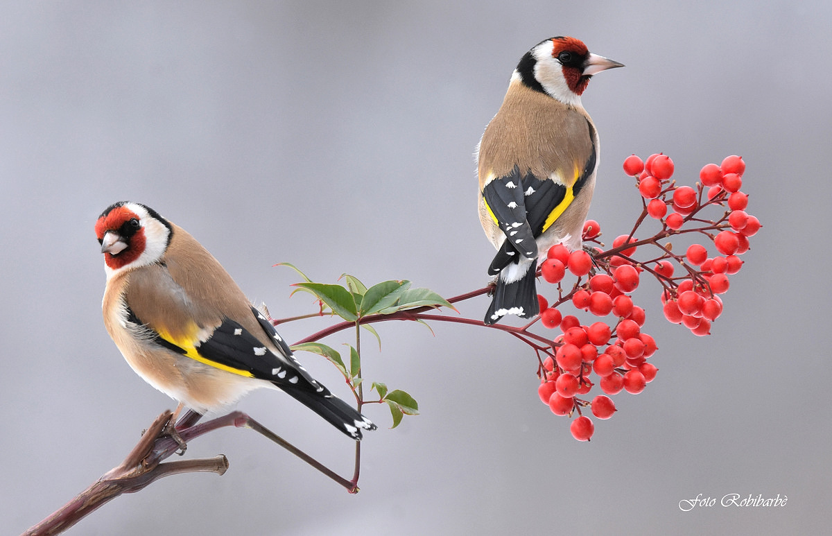 Cardellini ... friends ...