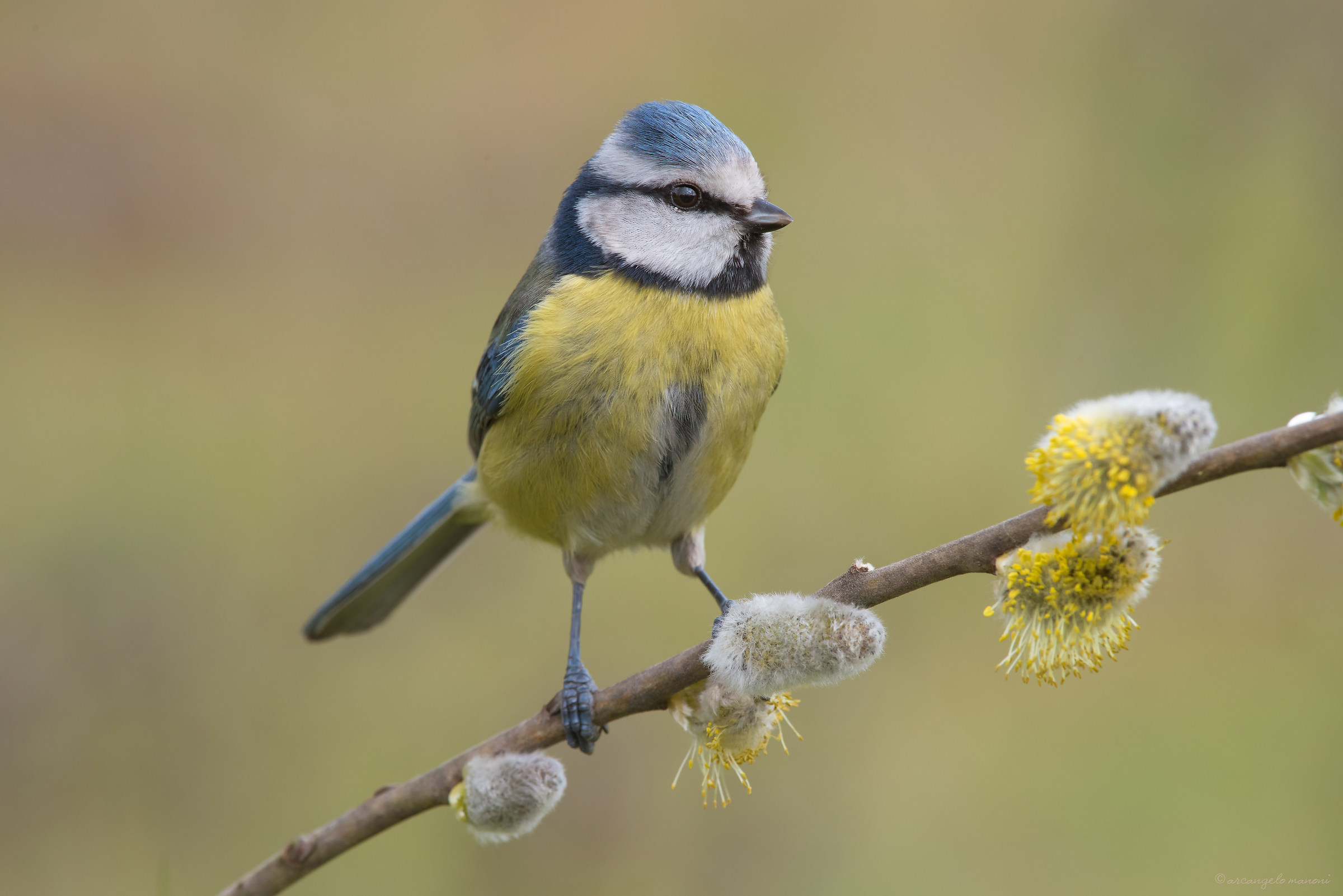 The queen of the primnavera