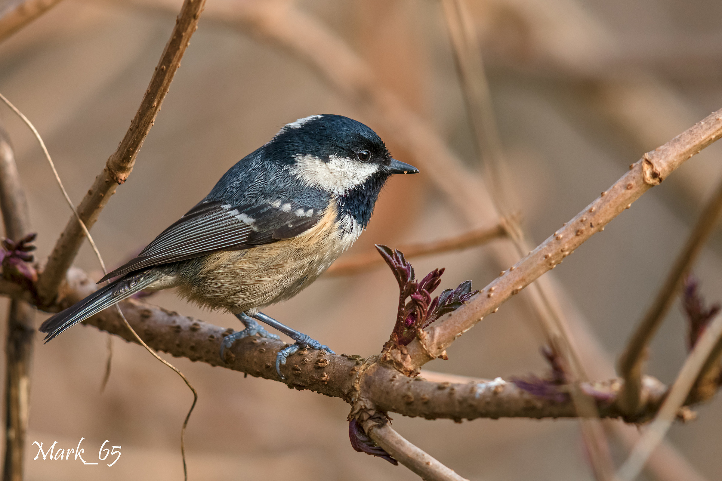 Black tit