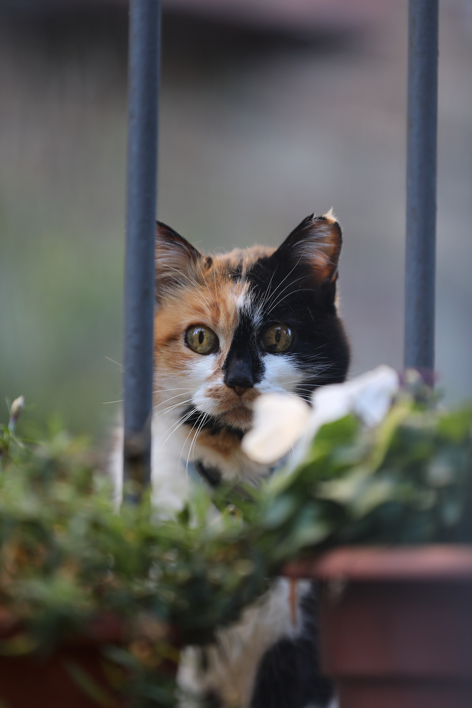 micio..micio.micio...