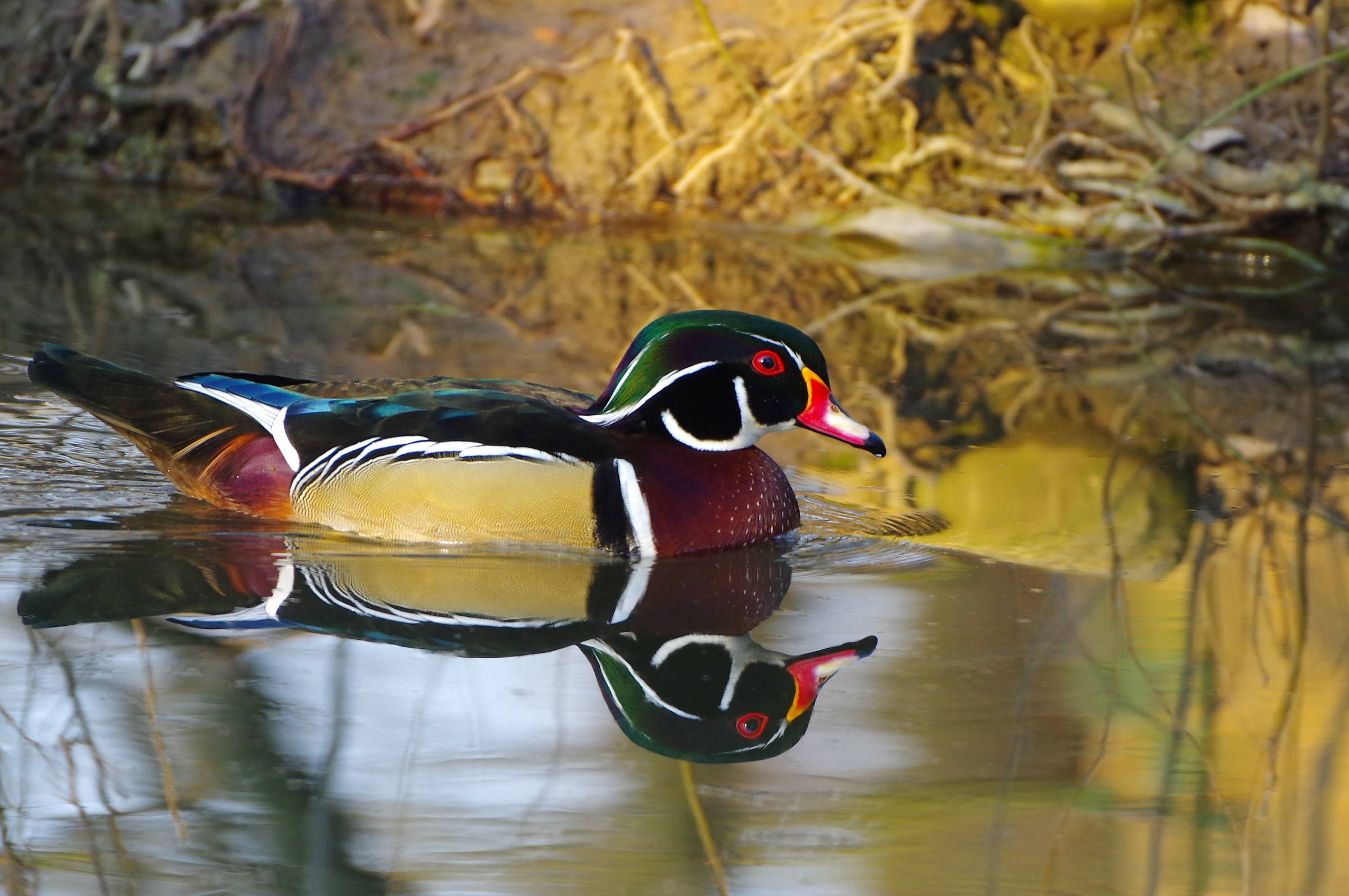 Anatra sposa m. (Aix sponsa)