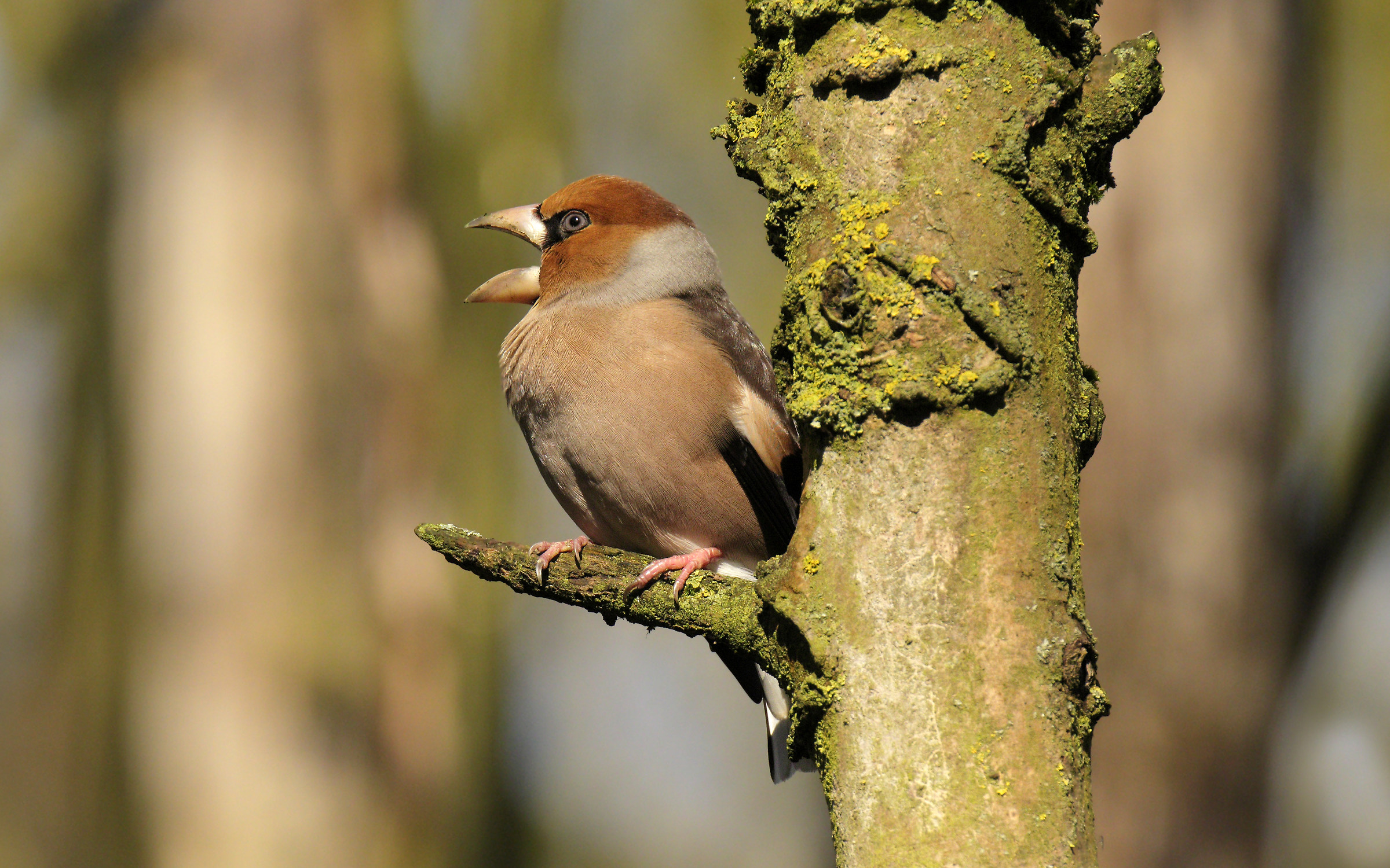 Fosone -Coccothraustes coccothraustes