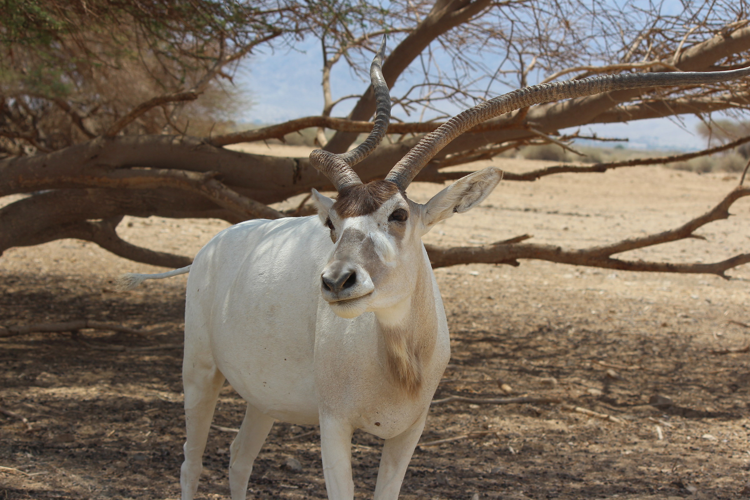 Addax's foreground