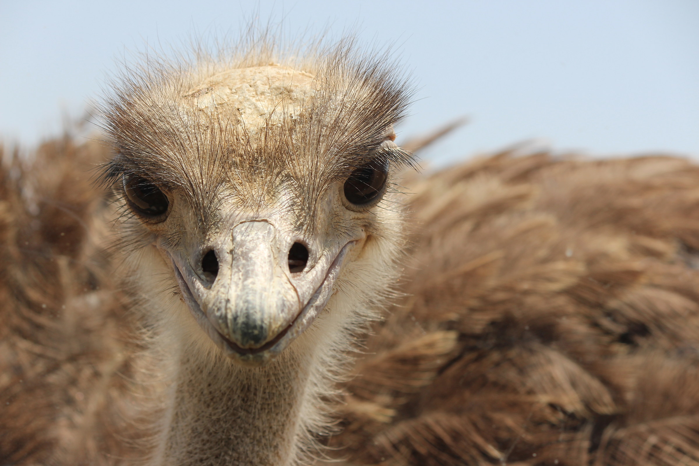 Funny ostrich