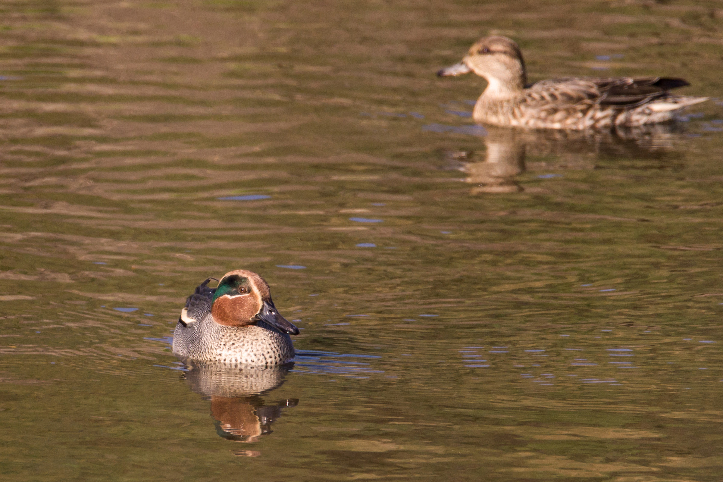 walking on a bicycle