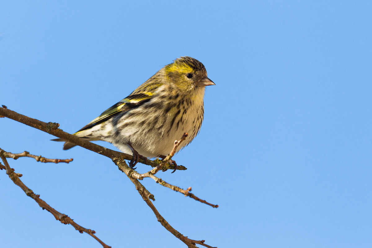 Siskin (Spinus spinus)