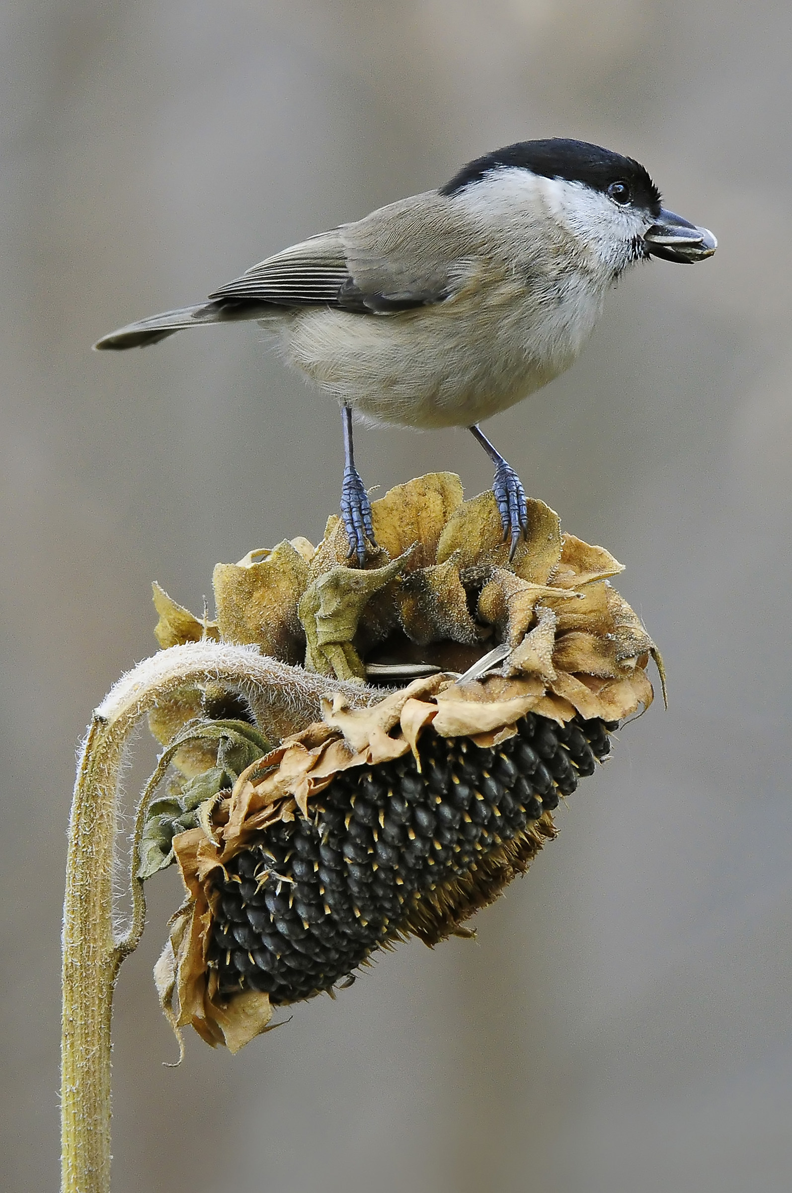 the titmouse and the sunflower