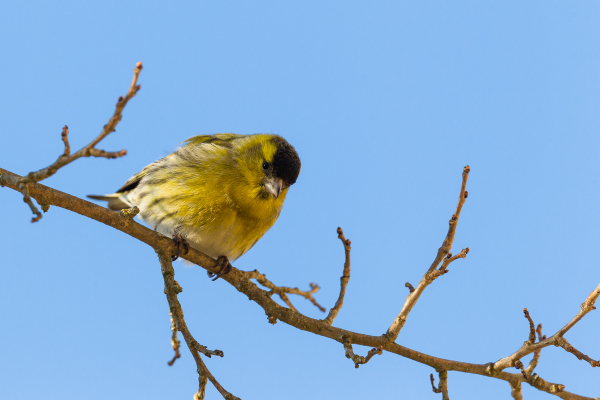 A nice baby boy of Lucherino (Spinus spinus) ...