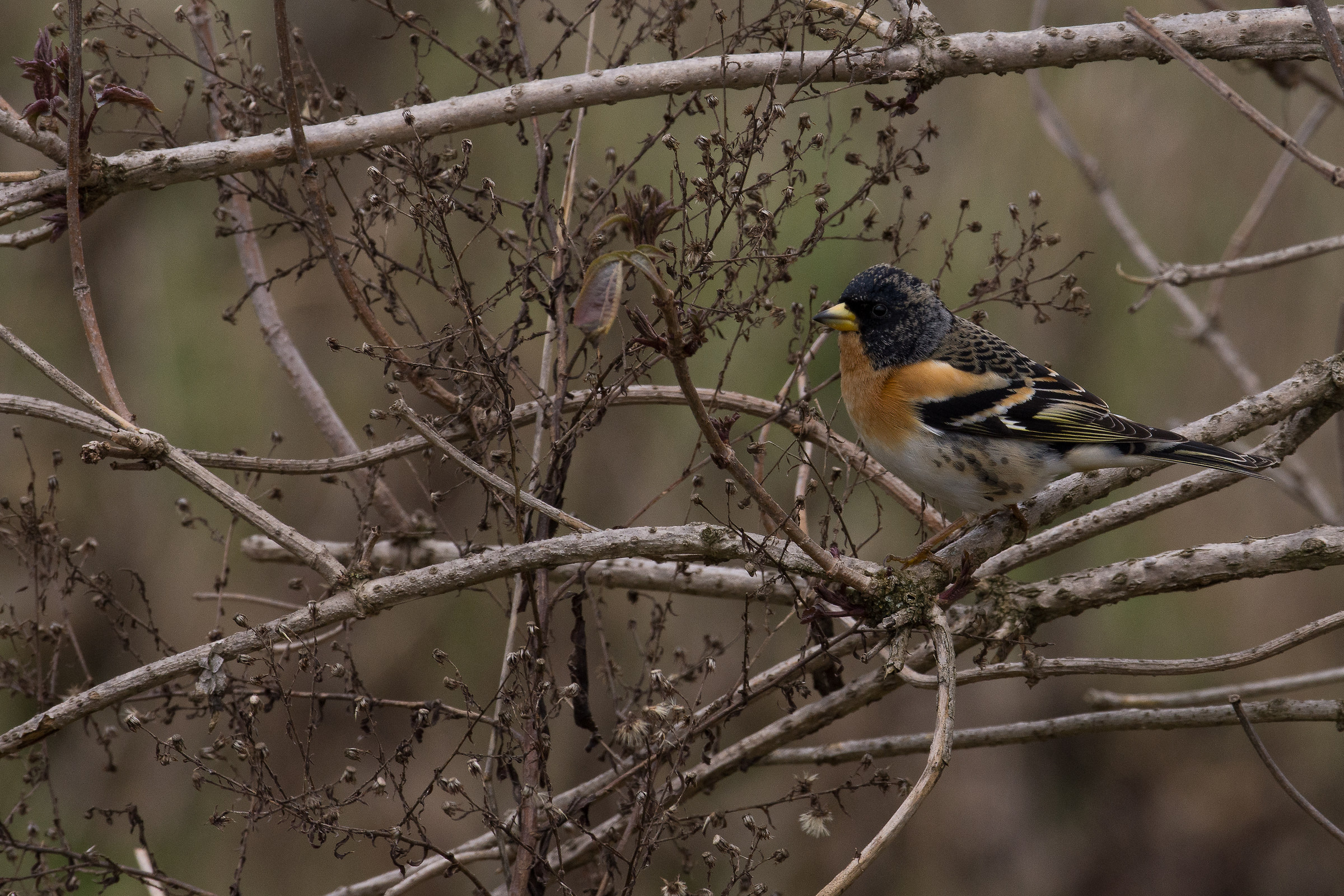 Brambling ..... .....