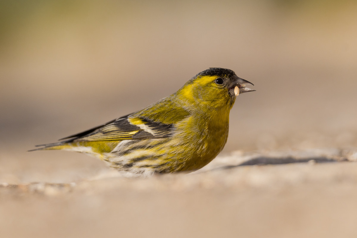 Siskin (Spinus spinus) feeding ...