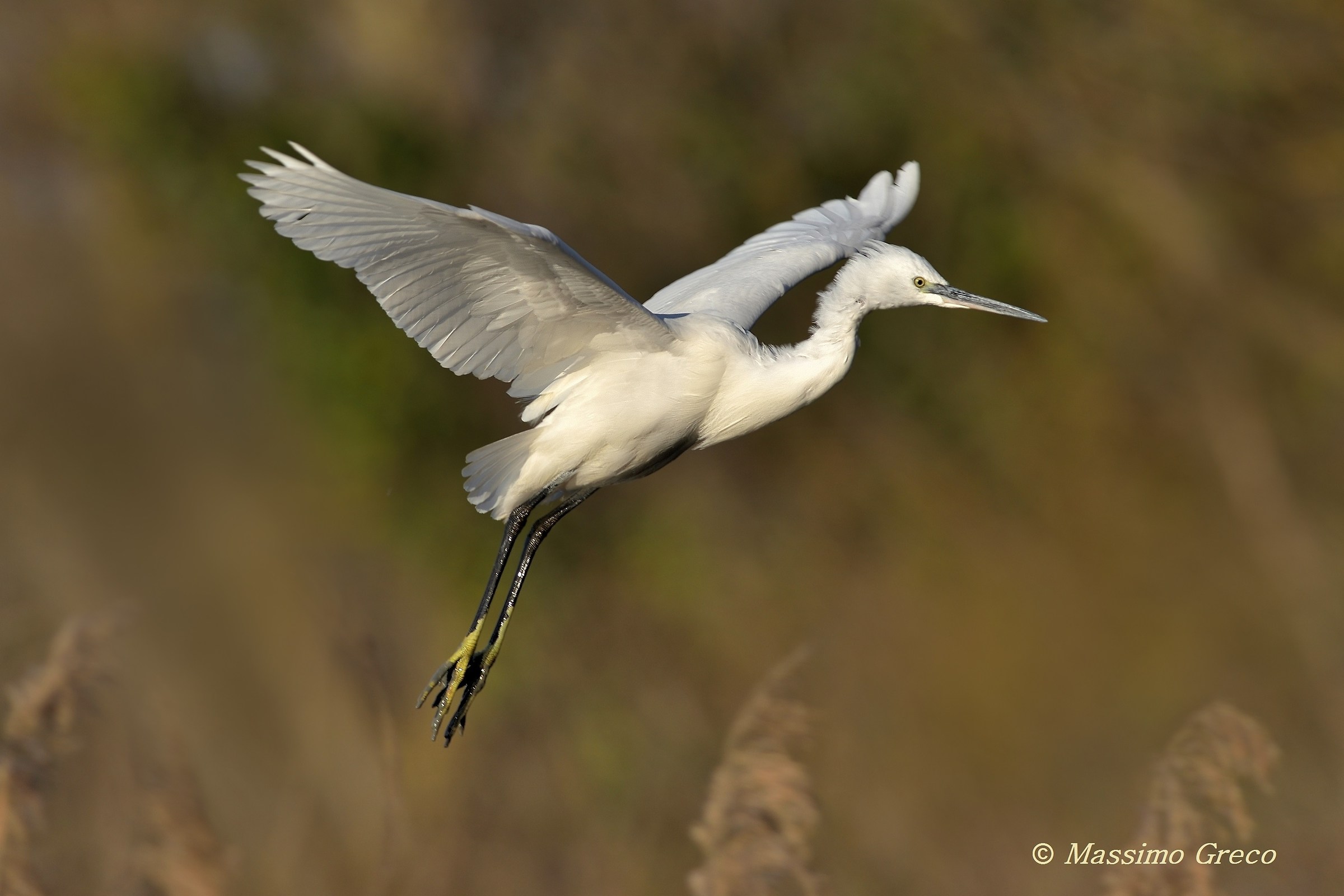 Little egret in flight on the reed