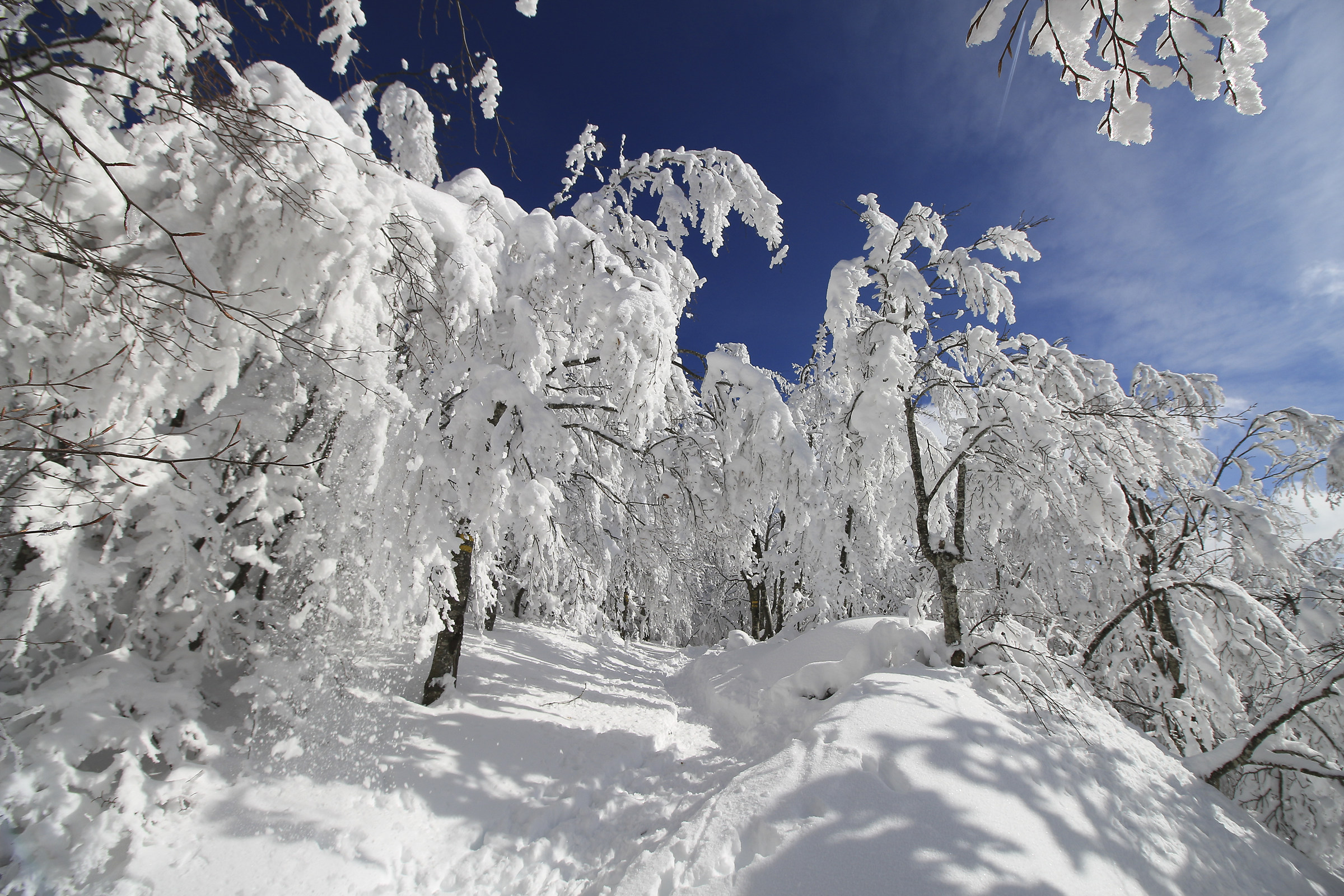 Il bosco innevato