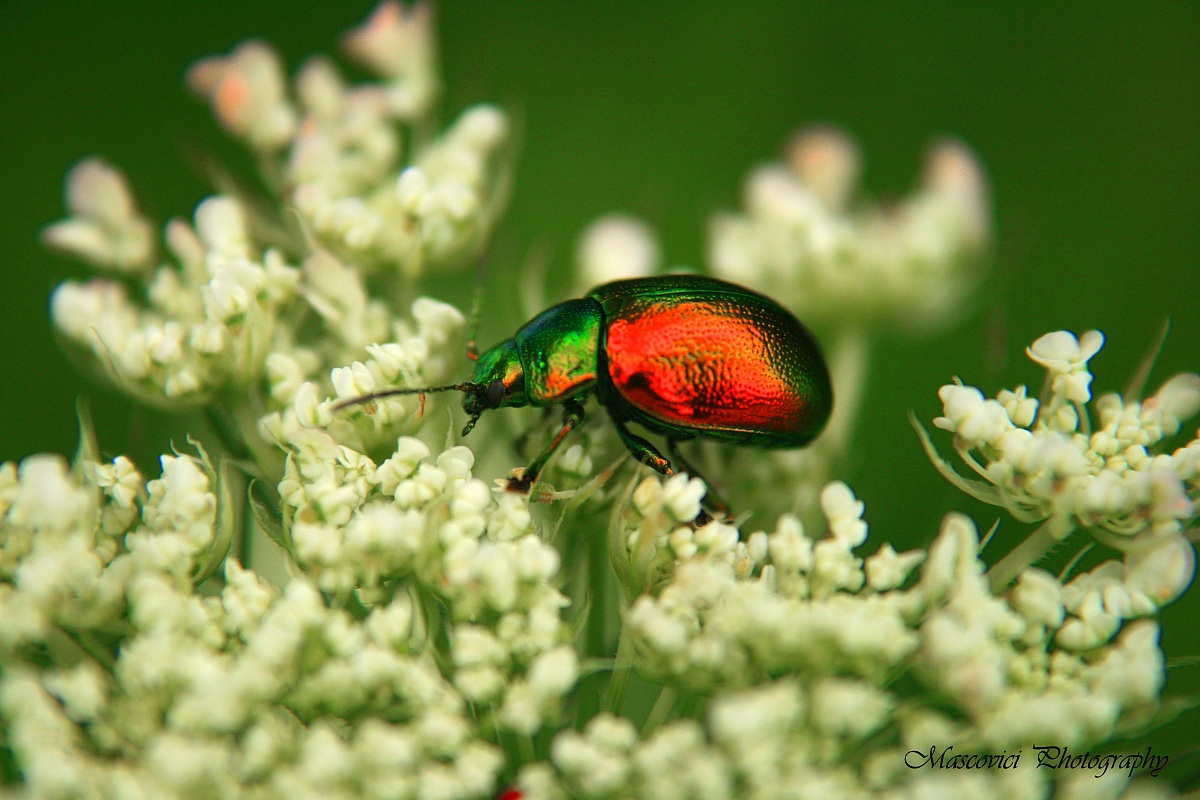 Metallic beetle