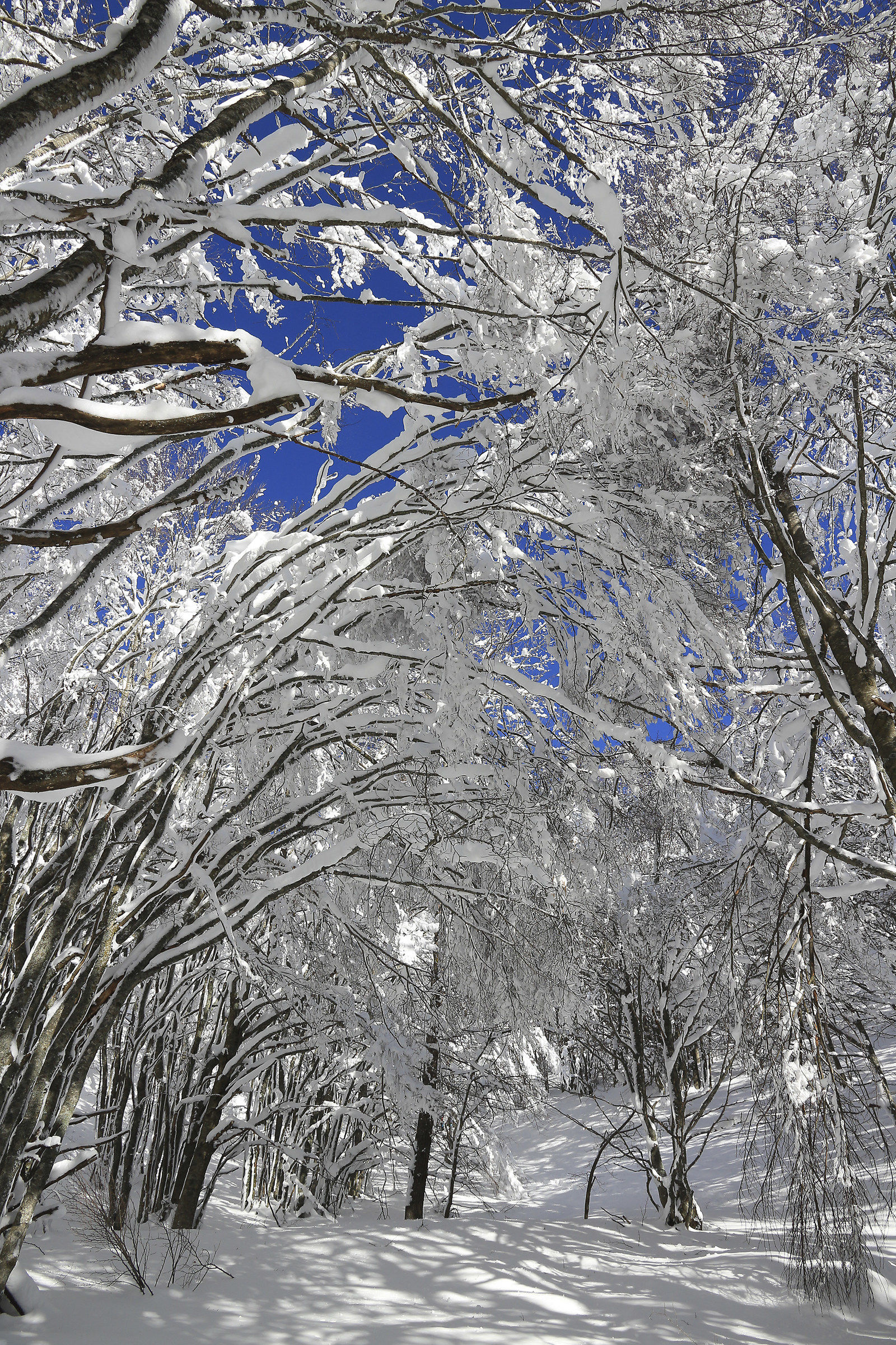La faggeta  innevata