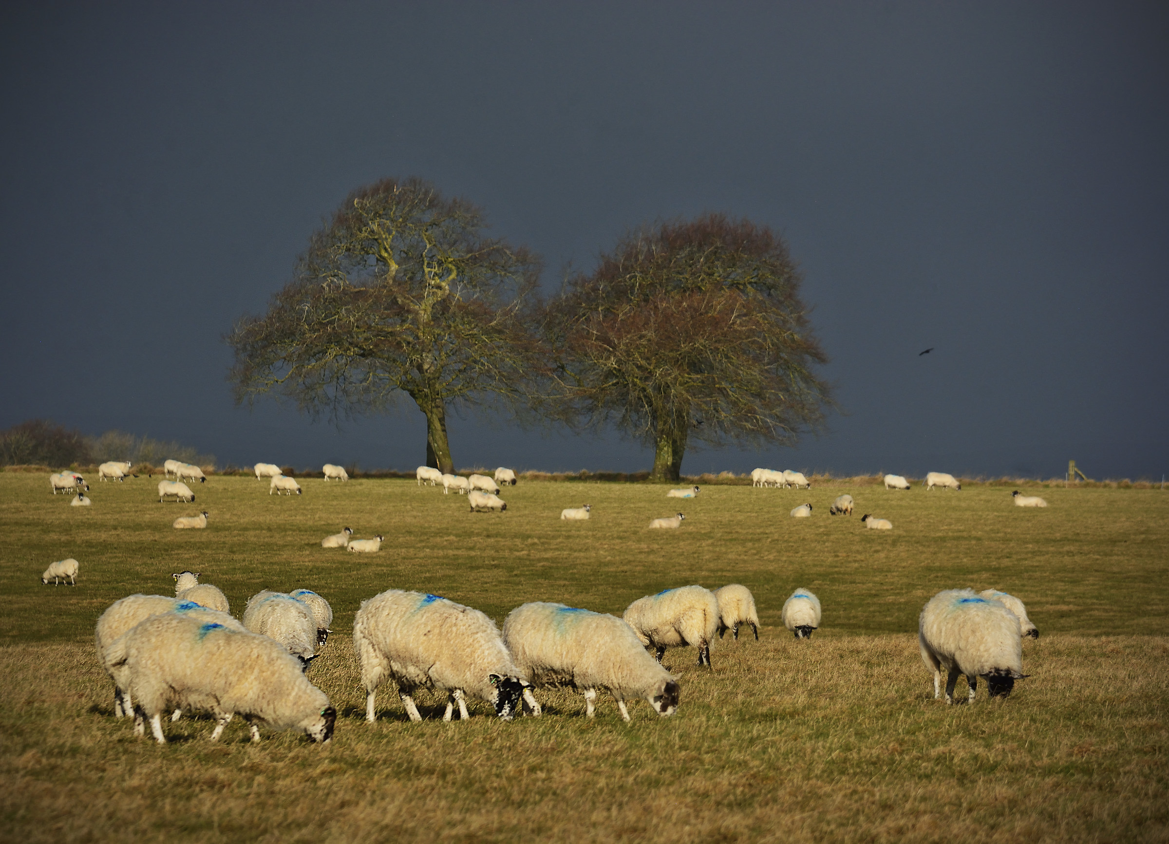Do Sheep Ever Look Up at the Weather??