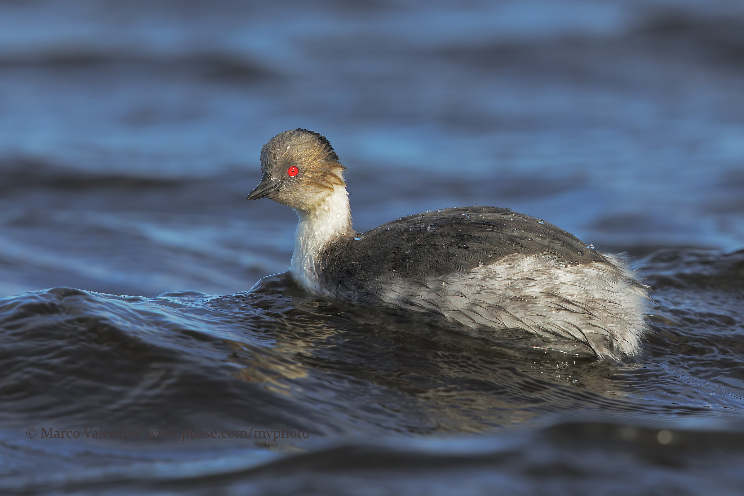 Silvered grebe