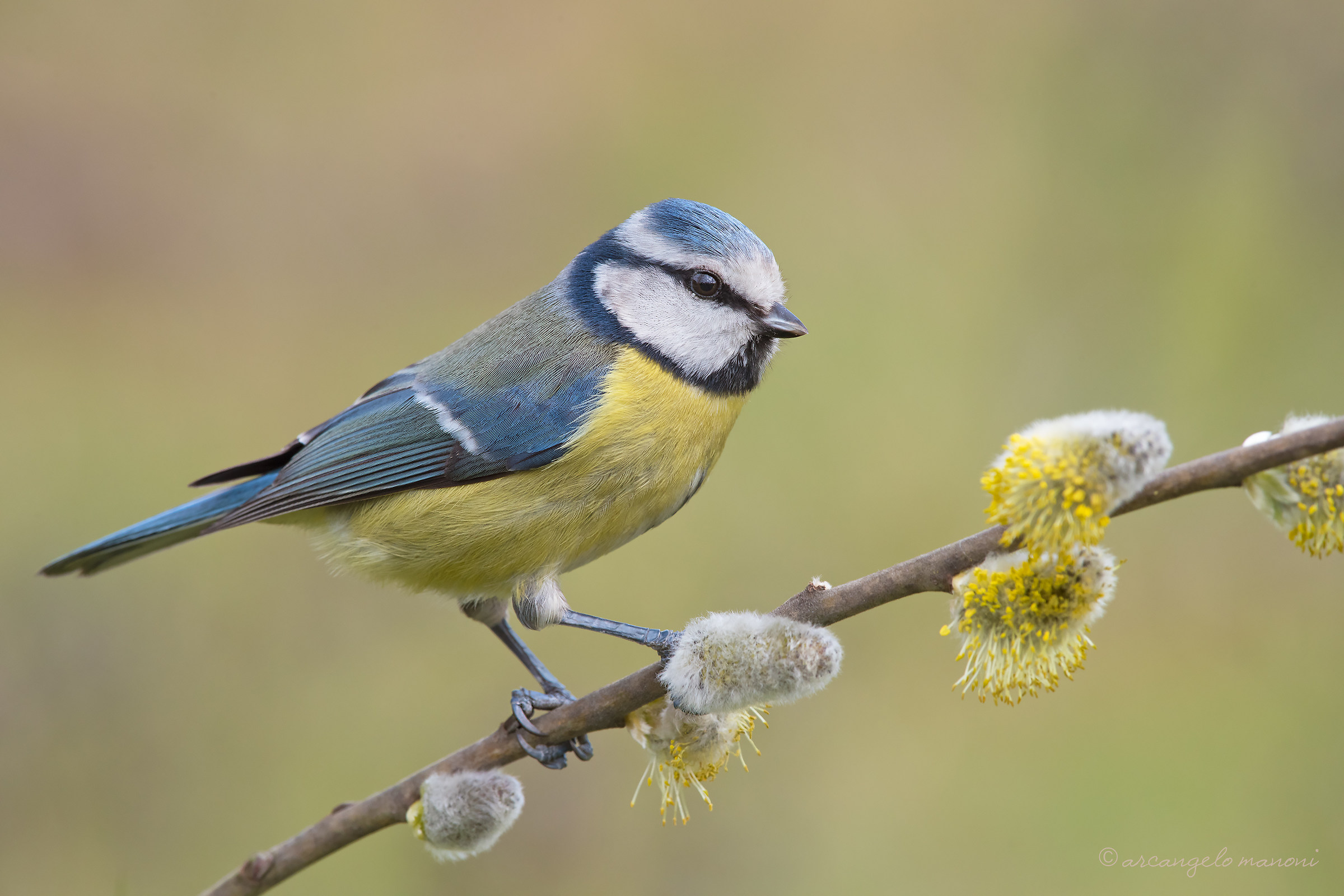 The blue tit and the flowers of willow