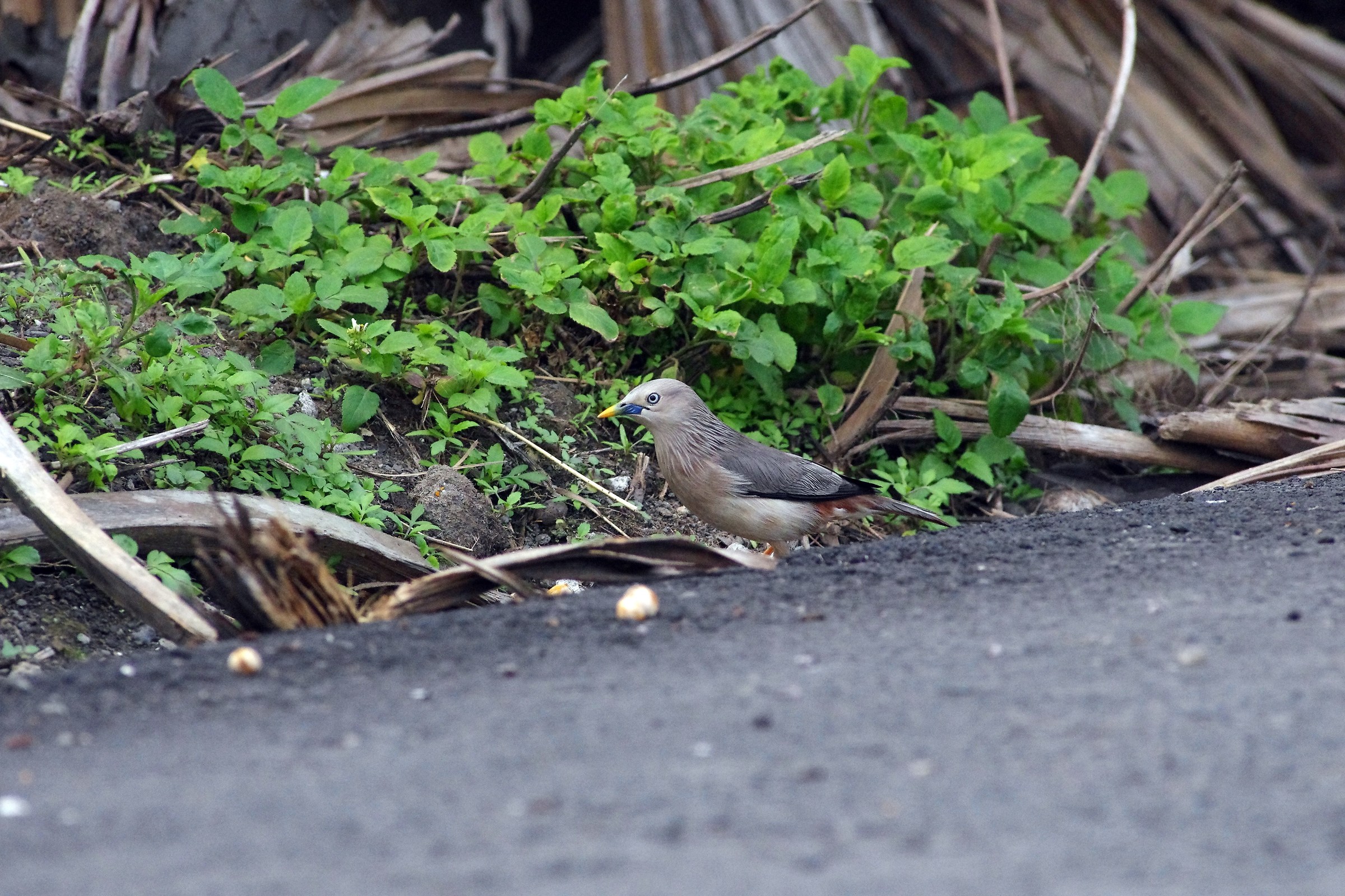 Chestnut-tailed starling