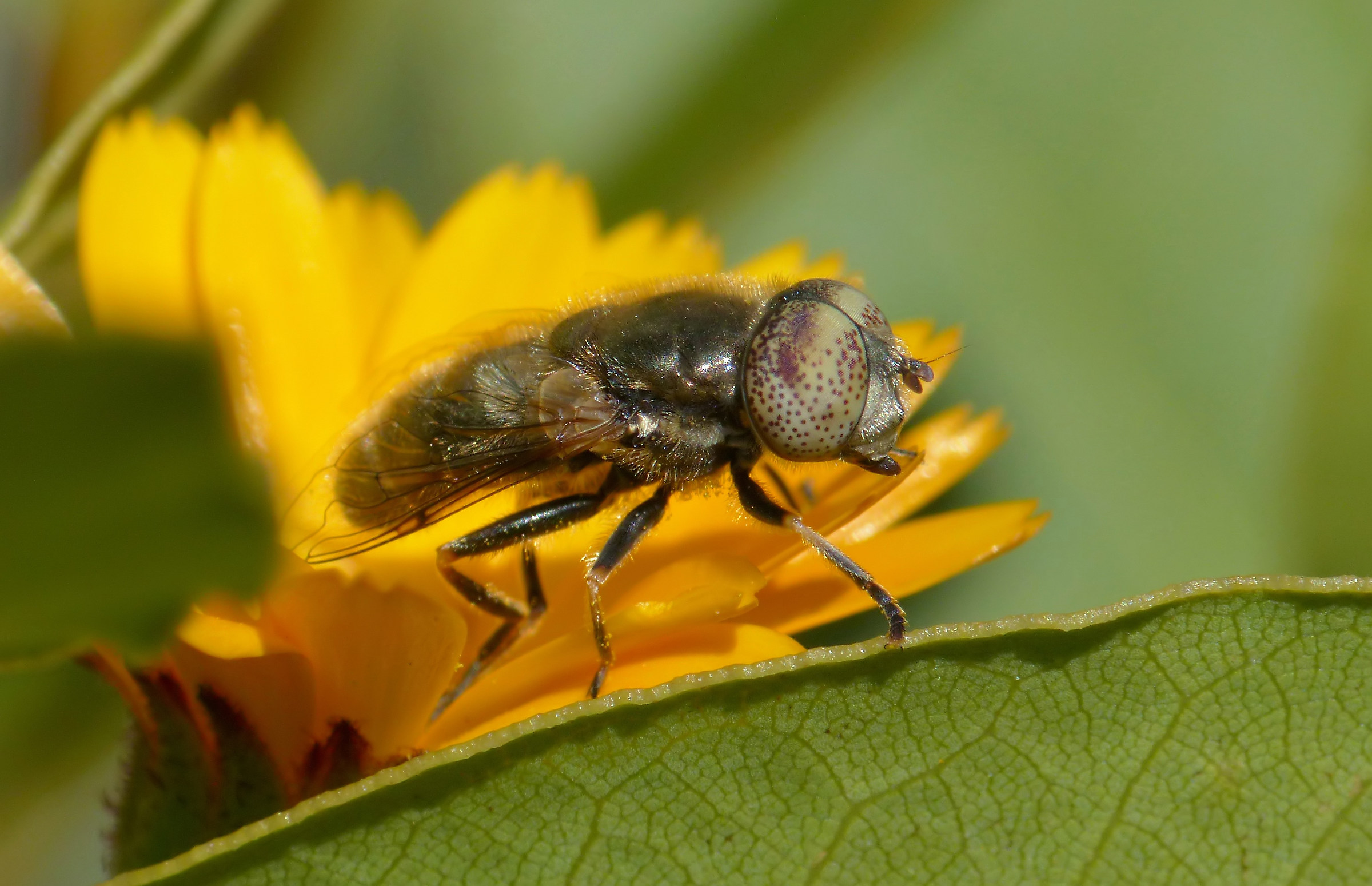 Test macro .............